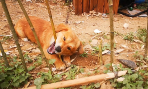 狗狗喜欢咬竹子根部什么原因