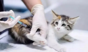 猫一岁后不用打疫苗了吧
