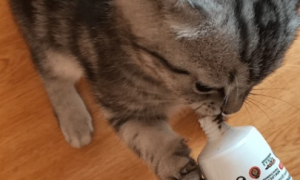 猫咪为什么很喜欢开塞露
