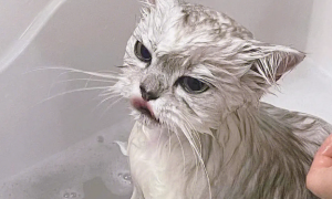 宠物猫应该多久洗一次澡呢