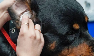 狗狗耳朵细菌感染用什么药