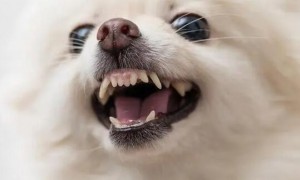 为什么狗狗牙齿掉了一块