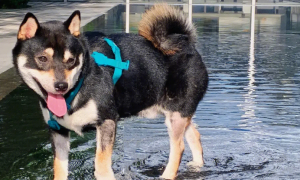 狗为什么爱玩水