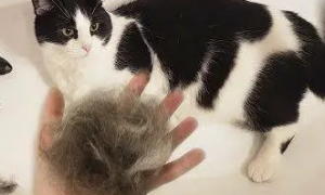 猫咪为什么毛发干燥脱毛严重