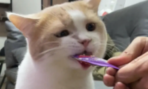 猫喜欢吃猫条吗