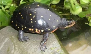 星点龟是什么龟