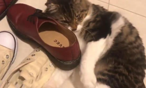 猫咪为什么把东西放在我的鞋上