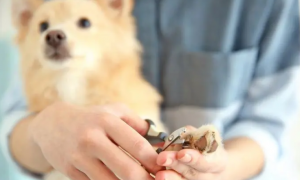 小狗狗需要剪指甲吗