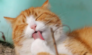 猫咪舔舌头为什么会叫呢
