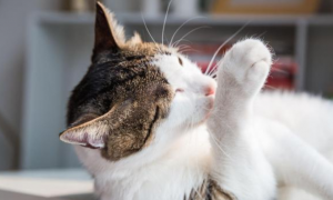 猫咪让摸前爪是为什么原因
