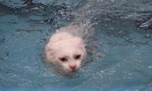 猫掉水里了还能活吗