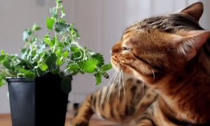 对猫咪有好处的植物