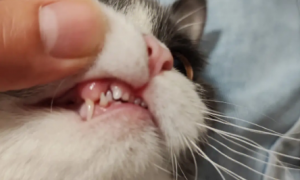 猫咪会有智齿吗为什么