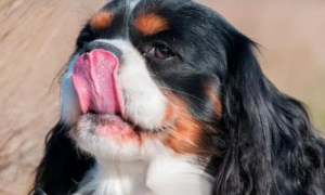 为什么狗狗爱舔人嘴巴