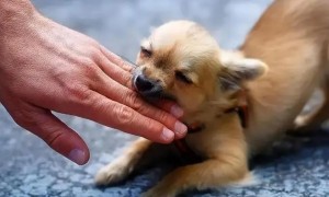 四个月狗狗为什么咬人手指