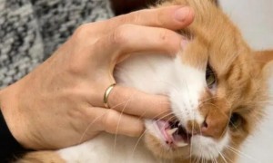 为什么猫咪会咬手