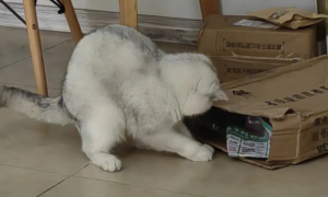 猫咪为什么爱蹭箱子