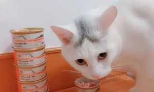 为什么猫咪不吃巅峰罐头的食物