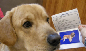 为什么要办狗狗证件照片呢