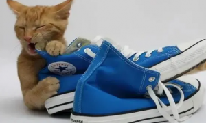 为什么猫咪舔鞋底板子