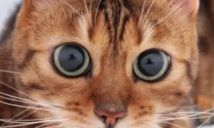 为什么猫咪眼睛不会转圈了