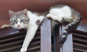 猫咪为什么跳到高处不动了呢