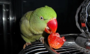 鹦鹉吃草莓为什么会死
