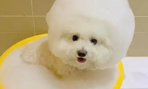 狗狗两个月能不能洗澡