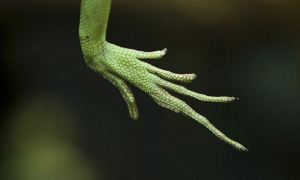 蛇怪蜥蜴的脚掌图片