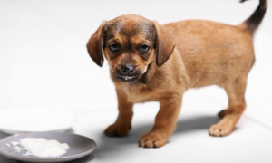 益生菌可以喂狗吗