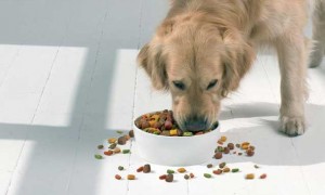 狗粮如何喂食方法大全图片