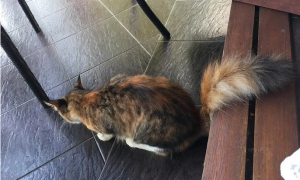 猫咪为什么尾巴很难闻啊怎么回事