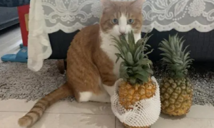 美国猫咪能吃菠萝吗为什么呢