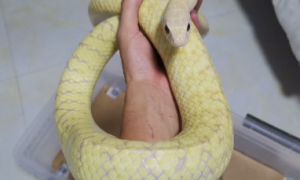 白化白边滑鼠蛇是什么蛇
