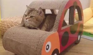 为什么猫咪喜欢坐小车里