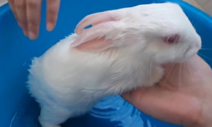 宠物兔如何洗澡