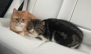 为什么猫咪在车上拉屎拉尿