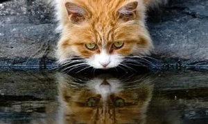 为什么猫咪喜欢蹲在水池边
