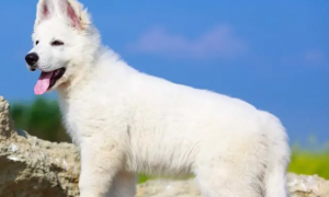 瑞士牧羊犬幼犬多少钱一只