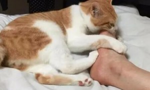 为什么猫咪喜欢扣我脚掌呢