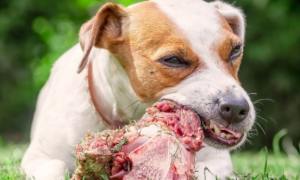 买什么肉给狗吃比较好一点