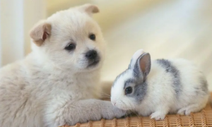 兔子能跟狗一起养吗