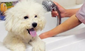 狗狗洗澡一次多少钱