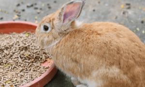 兔子吃什么兔粮比较好