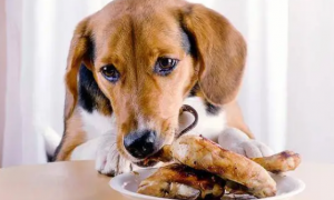 为什么狗狗要偷食物