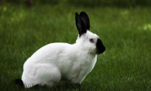 喜马拉雅兔多少钱一斤