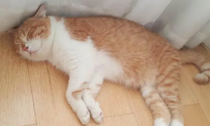 猫咪为什么总睡在地上