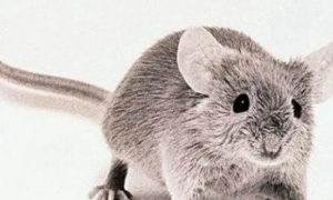 老鼠的智商相当于人几岁
