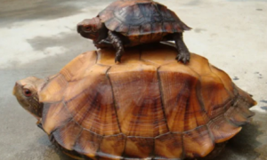 寿命最长的龟10大排名
