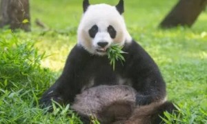 熊猫美香借给哪个国家了